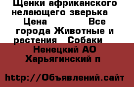 Щенки африканского нелающего зверька  › Цена ­ 35 000 - Все города Животные и растения » Собаки   . Ненецкий АО,Харьягинский п.
